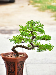 Bonsai plants are beautiful as a hobby of caring for plants that need patience.