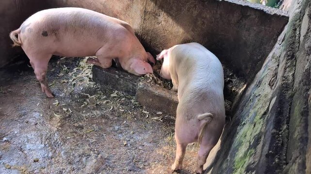 Two pink Balinese pigs feeding from food trough on farm in Bali Indonesia