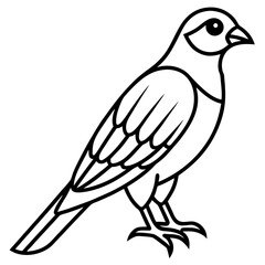 Minimal Sparrowhawk Sketch