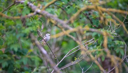 Eine Schwanzmeise im Geäst eines Baumes