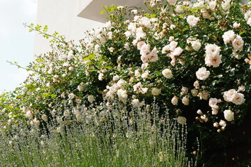 Delicate roses and lavender flowers in the garden in front of apartment in summer