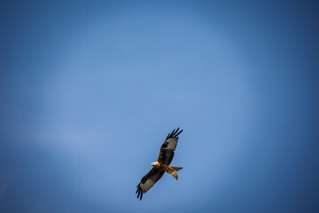 Am Himmel ein Rotmilan.