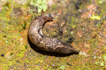 Eine Nacktschnecke auf einem Stein.
