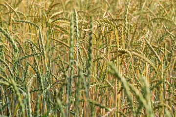 Weizen auf einem Feld.