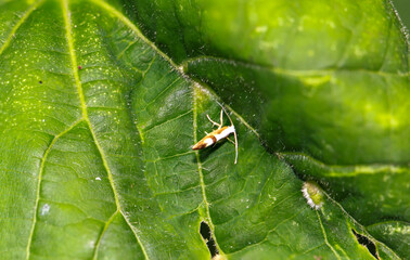 Eine Motte und eine Lindenfilzmilbe auf einem Lindenblatt.