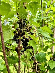 A bush with ripe black currants in summer