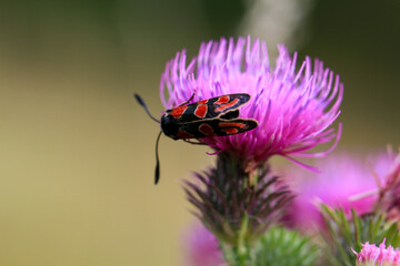 Ein Sechsfleck-Widderchen, auch Blutstr&ouml;pfchen, Erdeichel-Widderchen auf einer Marindistel.
