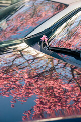 Pink sakura