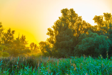 The edge of a lake in the light of sunrise in summer, Oostvaardersveld, Almere, Flevoland, The...