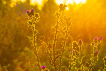 The edge of a lake in the light of sunrise in summer, Oostvaardersveld, Almere, Flevoland, The...