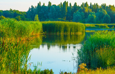 The edge of a lake in the light of sunrise in summer, Oostvaardersveld, Almere, Flevoland, The Netherlands, June 29, 2025