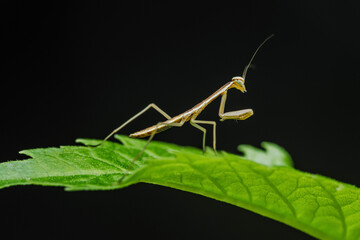 Praying mantis standing on a green leaf on black background