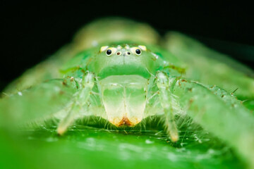 Green huntsman spider crawling on a leaf in the rainforest
