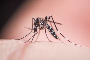 Asian tiger mosquito biting human skin, spreading diseases