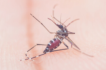 Aedes aegypti mosquito biting human skin and spreading disease
