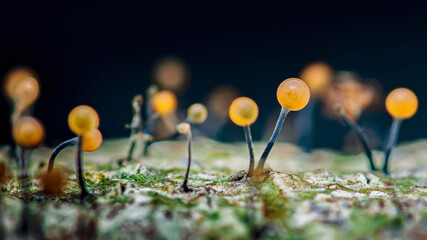 Physarum polycephalum growing on bark showing sporocarps