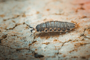 Common rough woodlouse crawling on dry cracked ground