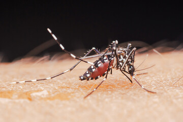 Asian tiger mosquito sucking blood from human skin