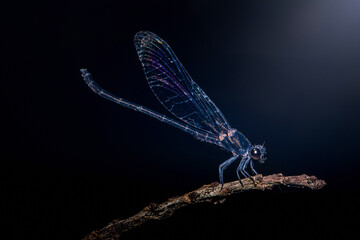 Iridescent damselfly resting on a branch at night