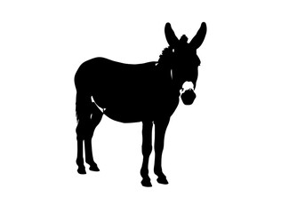 Donkey standing, front facing, entire body shown.