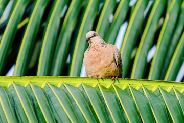 Spotted dove perching on palm leaf in tropical setting