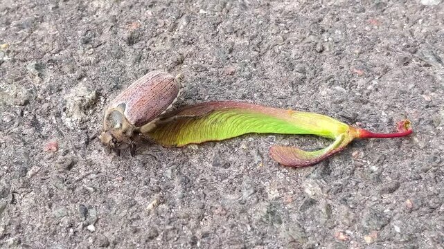 May beetle sits on maple seed