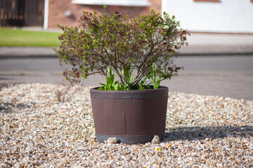 plant in pot