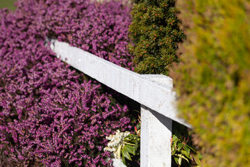 wooden fence and heather