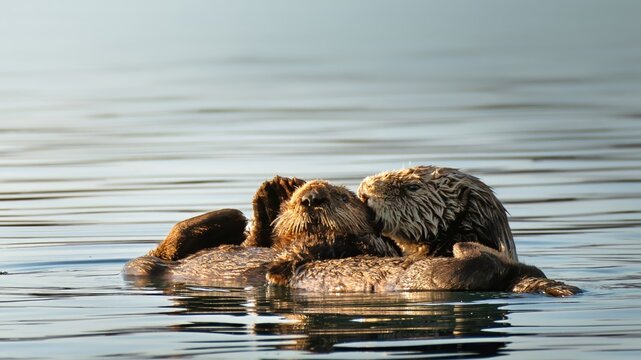 Sea otters at dawn on California coast - Powered by Adobe