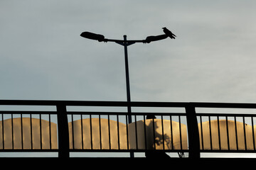 Man carrying dog bikes towards bright dusk sunlight. Silhouetted, his head appears above bridge's...