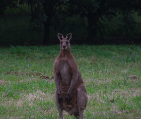 Wild Kangaroo in the Grass