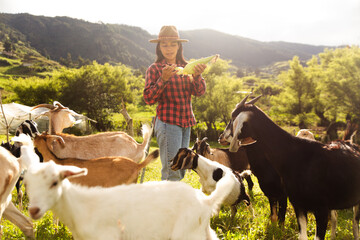 Woman feeding goats in a sunny rural landscape