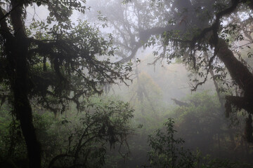 Misty atmosphere in the Doi Inthanon rainforest, summit of Thailand
