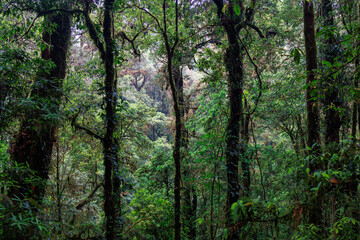 Deep misty rainforest in northern Thailand