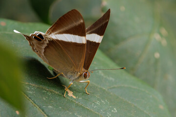 The Tailed Judy butterfly standing on a leaf