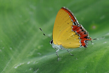The Purple Sapphire butterfly standing on an Alocasia leaf
