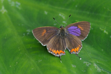 The Purple Sapphire butterfly standing on an Alocasia leaf
