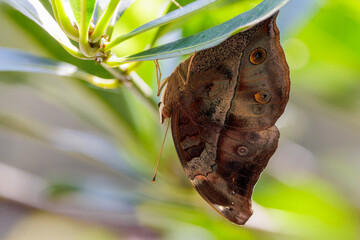 Autumn leaf butterfly standing under a plant leaf