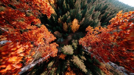 Stunning Vertical Drone Shot Capturing the Beauty of Autumn Trees in Full Bloom with Vibrant Colors
