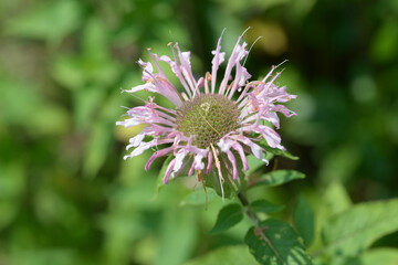 ヤグルマハッカ