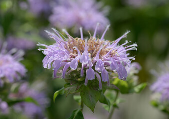 ワイルドベルガモット