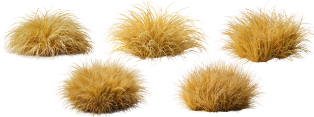 Golden dry grass clumps with thin blades