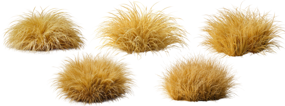 Golden dry grass clumps with thin blades