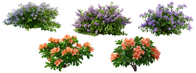 Purple and orange flowering bushes with lush green