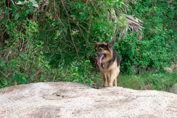 Naklejka premium Cachorro na praia