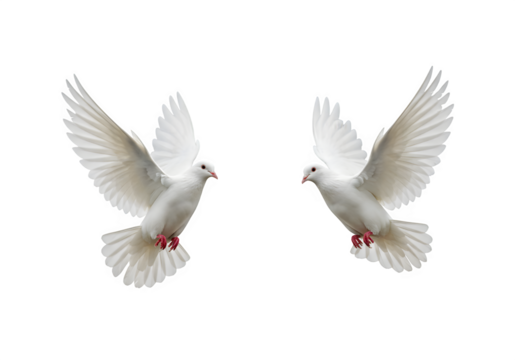 Two white doves are in flight, symbolizing peace and freedom. Great for logos, backgrounds, or designs promoting peace and unity isolated on white or transparent background. PNG