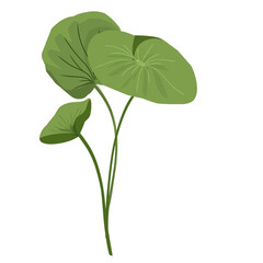 Leaf hand drawn, minimalist centella asiatica leaf vector,centella asiatica plant,facial care,natural herbal medicinal plants
