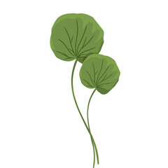 Leaf hand drawn, minimalist centella asiatica leaf vector,centella asiatica plant,facial care,natural herbal medicinal plants