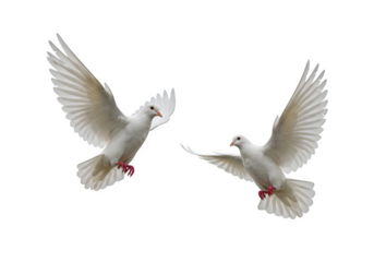 Two white doves are in flight, symbolizing peace and freedom. Great for logos, backgrounds, or designs promoting peace and unity isolated on white or transparent background. PNG