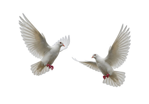Two white doves are in flight, symbolizing peace and freedom. Great for logos, backgrounds, or designs promoting peace and unity isolated on white or transparent background. PNG